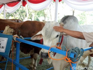 Jokowi Hingga Gubernur BI Berkurban Sapi 1 Ton, Berapa Harganya?