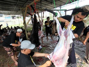 Minta Jatah Torpedo Kambing ke Panitia Kurban? Harus Tahan Digodain