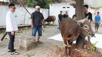 Tahun ini, Eko Patrio berkurban sapi. Foto: Palevi/detikHOT