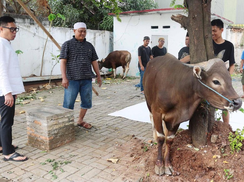 Tahun Ini Eko Patrio Kurban 4 Sapi dan Habiskan Waktu dengan Keluarga Tahun Ini Eko Patrio Kurban 4 Sapi dan Habiskan Waktu dengan Keluarga