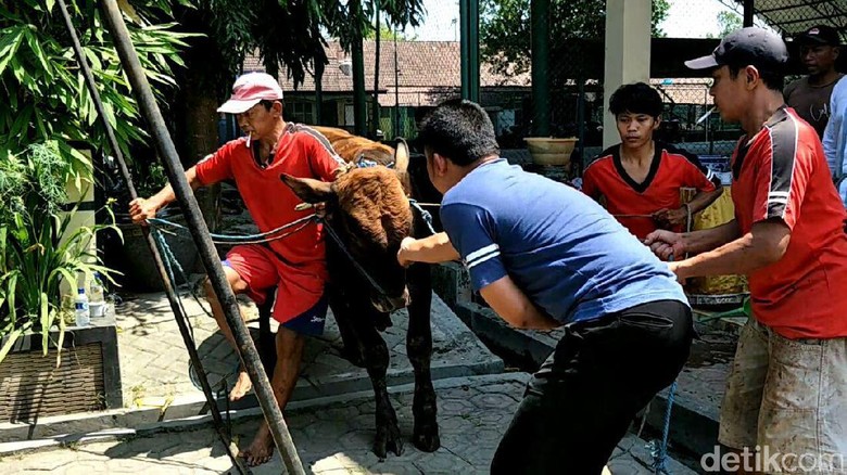 Sapi Kurban Polres Kediri Lepas dan Ngamuk Saat akan Disembelih