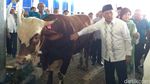 Elusan Agus Marto Bikin Sapi 1 Ton Tenang Dipotong