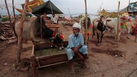 Seorang pedagang hewan kurban menunggu pembeli di Islamabad, Pakistan. Foto: REUTERS/Faisal Mahmood