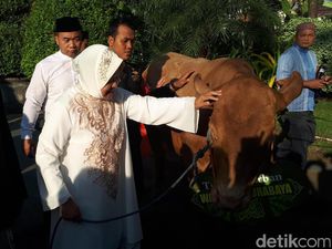 Ada-ada Saja, Wali Kota Risma Bisiki Sapi Kurban agar Tak Menangis