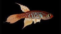 Ikan Maratecoara gesmonei ditemukan di kolam sementara di sebuah pulau di tengah sungai Xingu di Brasil