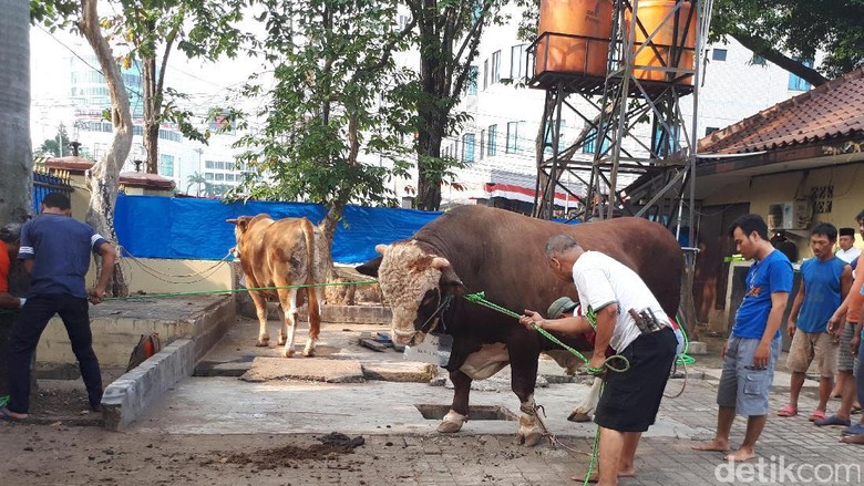 Mabes Polri Potong 21 Sapi dan 6 Kambing di Idul Adha 1438 H