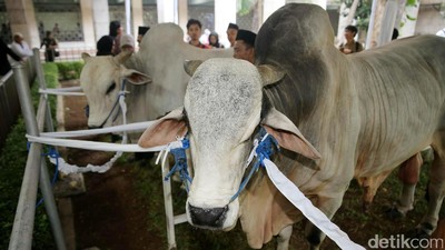 Ini Penampakan Sapi Kurban Jokowi dan JK di Istiqlal