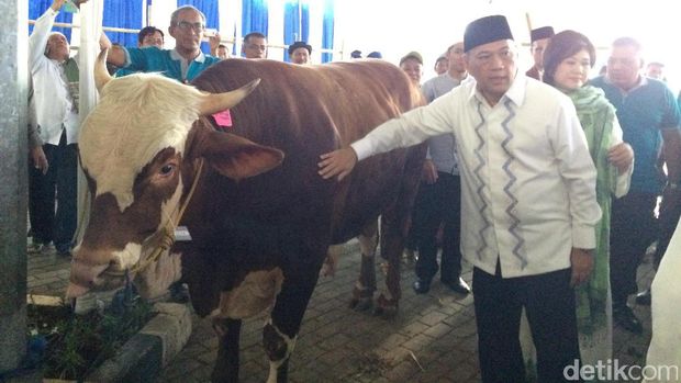 Gaya Agus Marto Elus Sapi 1 Ton Sebelum Dipotong