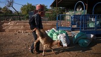 Warga Suriah di Douma, dekat ibu kota Damaskus, memilih domba untuk dikurbankan. Foto: REUTERS/Bassam Khabieh