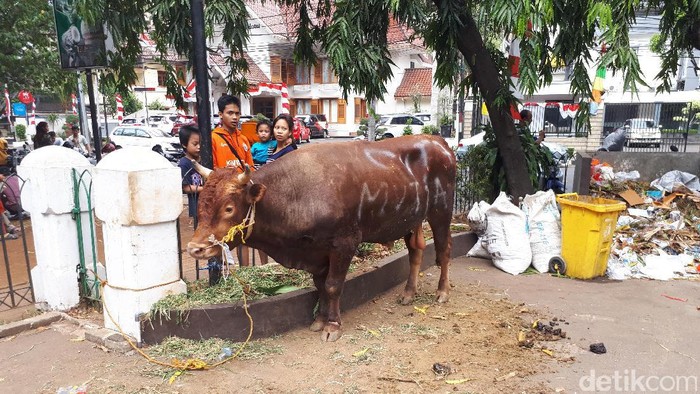 Megawati Berkurban Sapi Di Masjid Cut Meutia Megawati Berkurban Sapi Di Masjid Cut Meutia