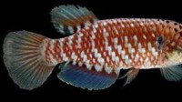 Papiliolebias ashleyae menjadi satu dari 93 spesies ikan yang ditemukan di kurun 2014-2015