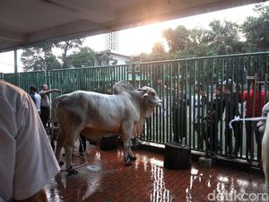 Sapi Kurban Jokowi-JK Disembelih di Masjid Istiqlal
