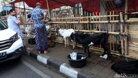 Calon pembeli melihat-lihat hewan kurban yang dijual di atas trotoar.
