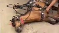 Jelang akhir pekan, beredar pula video viral tentang kuda delman yang kelelahan dan pingsan. Namun kuda itu tetap dicambuki, lokasi diduga di Depok, Jawa Barat (Screenshot Instagram)