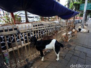 Stok Hewan Kurban di Kabupaten Bandung Mencapai 30 Ribu Ekor