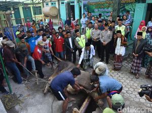 Kakorlantas Sumbang 1 Sapi Saat Cek Lalin di Tol Brebes