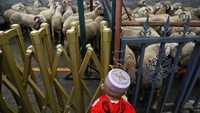 Seorang bocah di China melihat hewan yang akan dikurbankan di Masjid Niujie, Beijing. Foto: REUTERS/Damir Sagolj