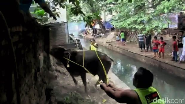 Sapi Kurban Ngamuk di Palmeriam, 2 Warga Terluka