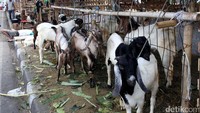 Hewan-hewan kurban dijual di trotoar di Jalan KH Mas Mansyur, Tanah Abang, Jumat (1/9/2017).