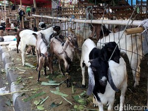 Aparat Ancam Bongkar Lapak Hewan Kurban di Trotoar Bandung