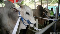 Rencananya, kedua sapi itu akan disembelih pada Jumat (1/9) sore.