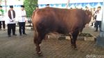 Elusan Agus Marto Bikin Sapi 1 Ton Tenang Dipotong