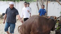 Setidaknya ada 4 sapi yang ia kurbankan. Foto: Palevi/detikHOT