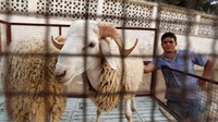Seorang warga Tunisia membeli hewan kurban. Foto: REUTERS/Zoubeir Souissi