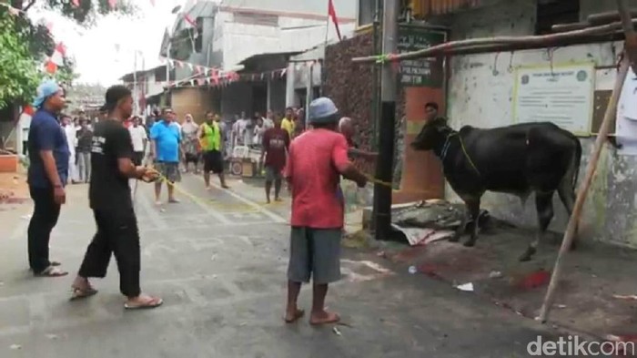 Sapi Kurban Ngamuk di Palmeriam, 2 Warga Terluka