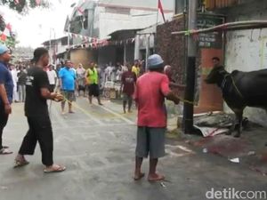 Sapi Kurban Ngamuk di Palmeriam, 2 Warga Terluka