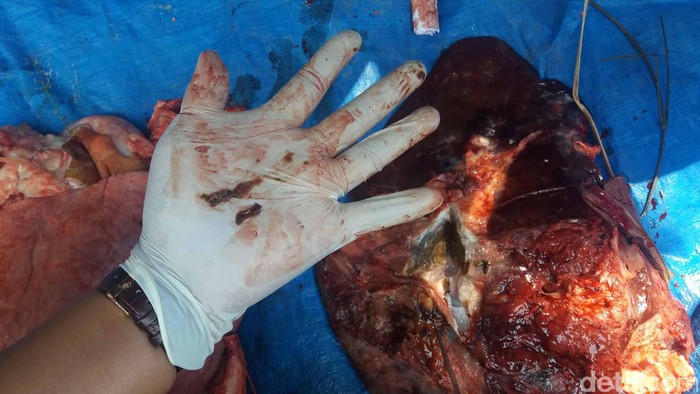 Petugas menemukan cacing hati pada hewan kurban di Banjarnegara