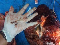 16 Contoh Simbiosis Parasitisme, Termasuk Cacing pada Hati Sapi?