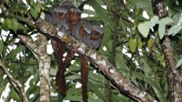 Monyet Zogue Zogue Rabo de Fogo yang dijuluki ‘ekor api’ karena memiliki ekor panjang berwarna merah