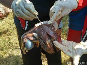 Disnak Kabupaten Kediri Temukan Cacing Dalam Hati Daging Kurban