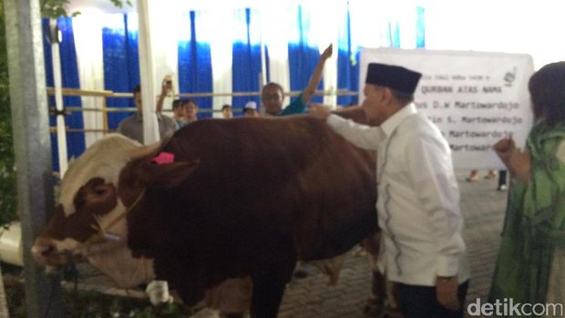 Gaya Agus Marto Elus Sapi 1 Ton Sebelum Dipotong