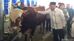 Elusan Agus Marto Bikin Sapi 1 Ton Tenang Dipotong