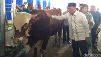 Sebelum diserahkan ke petugas untuk disembelih, Agus sempat mengelus-elus sapi limosin itu.