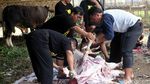Melihat Dari Dekat Pemotongan Hewan Kurban