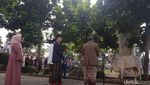 Pose Jokowi Bareng Sapi Kurban 1,2 Ton