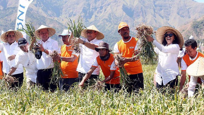 BNI Kucurkan KUR ke Petani Bawang Putih di Lombok