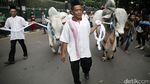 Ini Penampakan Sapi Kurban Jokowi dan JK di Istiqlal