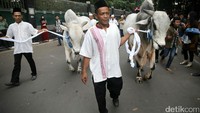 Petugas membawa dua ekor sapi kurban milik Jokowi (kanan) dan JK (kiri) ke masjid Istiqlal.