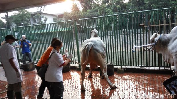 Sapi Kurban Jokowi-JK Disembelih di Masjid Istiqlal