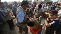 Satu ekor domba laku dibeli warga Palestina di Gaza City yang hendak berkurban saat Idul Adha. Foto: REUTERS/Ibraheem Abu Mustafa
