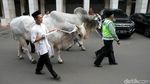 Ini Penampakan Sapi Kurban Jokowi dan JK di Istiqlal