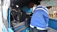 Pembeli membawa hewan kurban menggunakan bajaj.