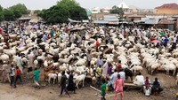 Pasar hewan kurban di Kano, Nigeria ramai didatangai pembeli. Foto: REUTERS/Akintunde Akinleye