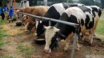 Bank Mandiri Kurban 284 Sapi dan 471 Kambing