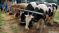 Pada Idul Adha 1438 H ini, Bank Mandiri berkurban 284 sapi dan 471 kambing di seluruh Indonesia.