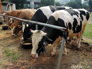 16 Peternak Pacitan Jadi Tersangka Kasus Korupsi Kredit Usaha Sapi
